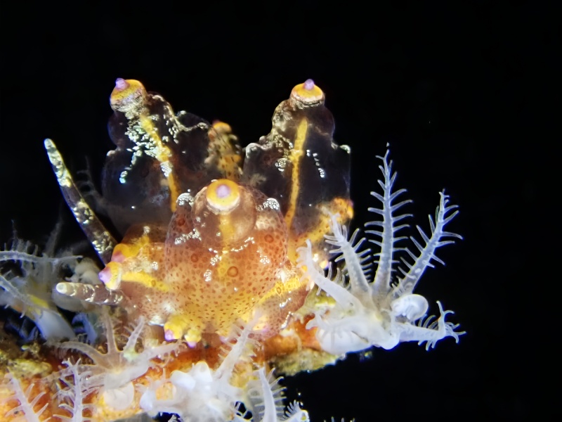 紫顶灯兔、紫顶海兔、灯氏、Eubranchus sp.10_灯紫顶_海富瑜