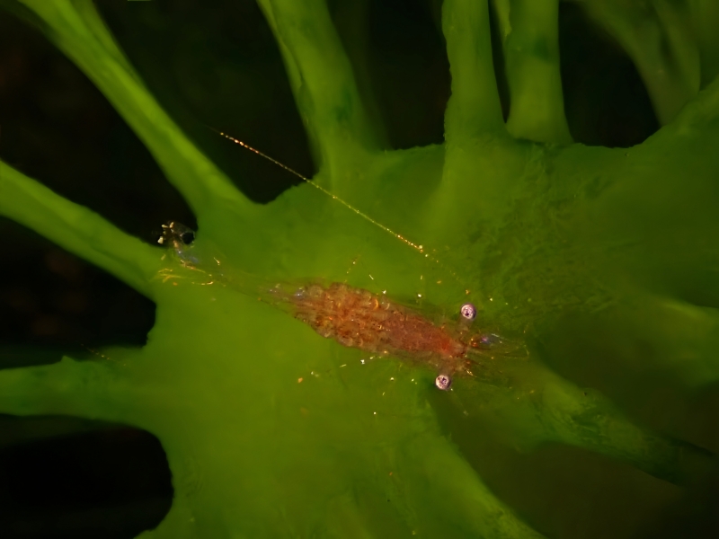 海鞘虾，不知名虾，_海鞘虾_海富瑜