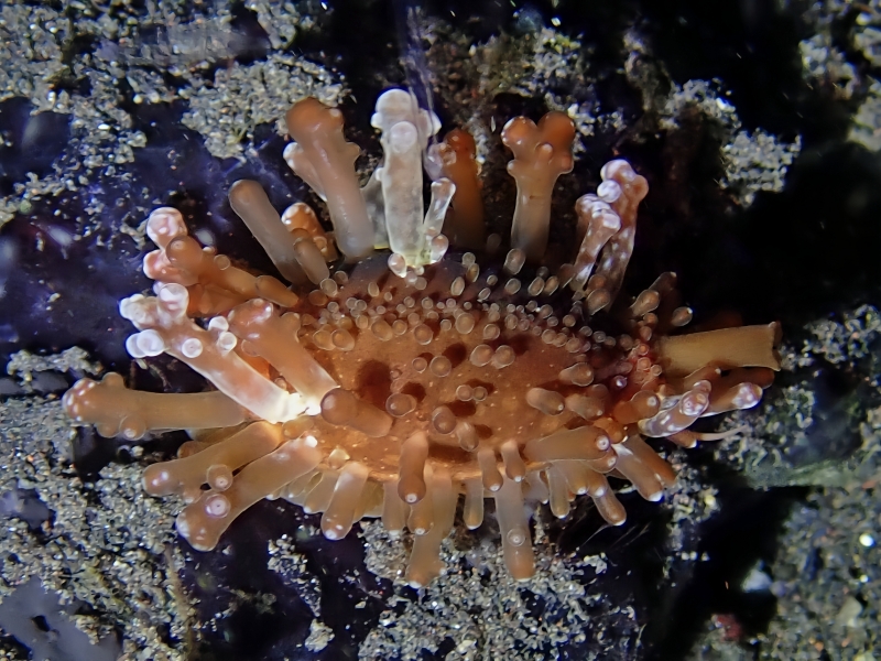 鸡皮宝贝、蛞蝓葡萄贝、Slug-Like Cowrie、Staphylaea limacina_鸡皮宝螺_海富瑜