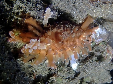 鸡皮宝贝、蛞蝓葡萄贝、Slug-Like Cowrie、Staphylaea limacina_鸡皮宝螺_海富瑜