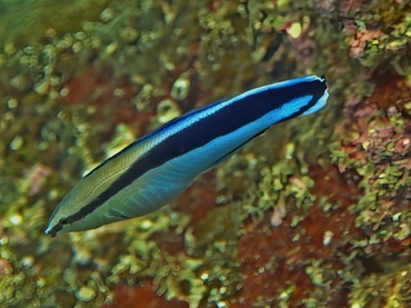 飘飘鱼、医生鱼、裂唇鱼、Labroides dimidiatus_飘飘_海富瑜