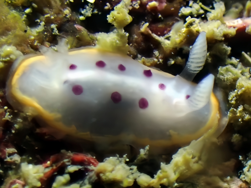 奢香夫人、奢香海兔、龚氏、Goniobranchus tumuliferus_龚奢香_海富瑜