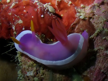 紫娇海兔、紫娇花兔、紫娇彩兔、紫娇、紫玉娇狰、花氏、Hypselodoris sp._花紫娇_海富瑜