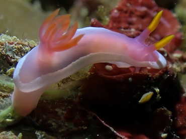 紫娇海兔、紫娇花兔、紫娇彩兔、紫娇、紫玉娇狰、花氏、Hypselodoris sp._花紫娇_海富瑜