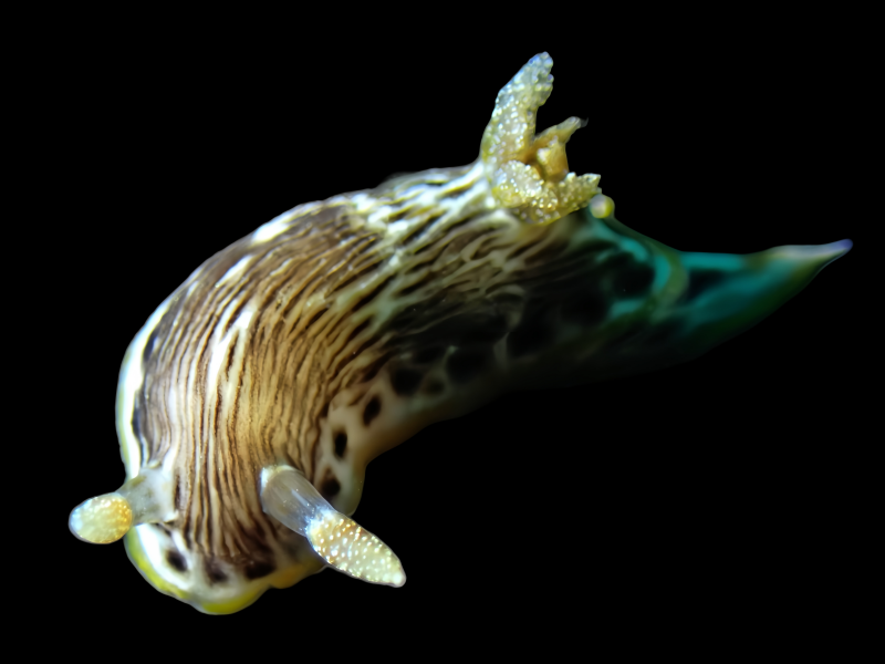 李逵海兔、李逵多彩海兔、李逵彩兔、彩氏、Chromodoris SP._彩李逵_海富瑜