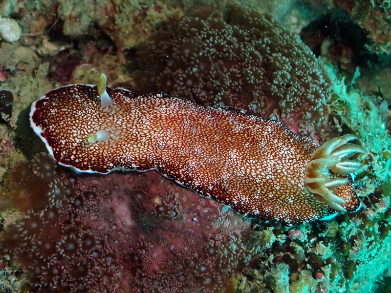 红枣海兔、红枣彩兔，红枣龚兔、龚氏、Goniobranchus reticulatus_龚红枣_海富瑜