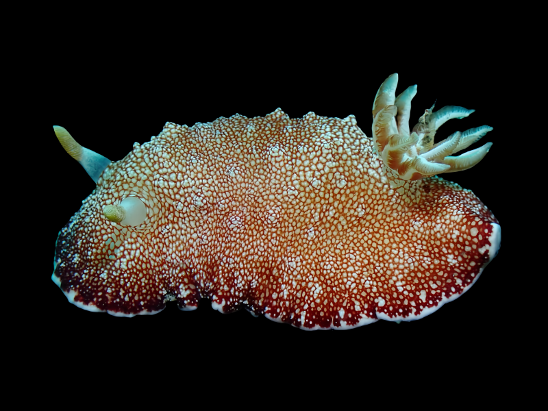 红枣海兔、红枣彩兔，红枣龚兔、龚氏、Goniobranchus reticulatus_龚红枣_海富瑜