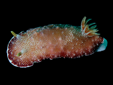 红枣海兔、红枣彩兔，红枣龚兔、龚氏、Goniobranchus reticulatus_龚红枣_海富瑜