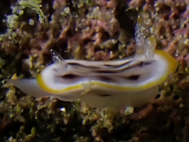 项羽海兔、项羽多彩海兔、项羽彩兔、彩氏、Chromodoris SP._彩项羽_海富瑜