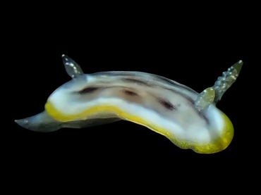 项羽海兔、项羽多彩海兔、项羽彩兔、彩氏、Chromodoris SP._彩项羽_海富瑜