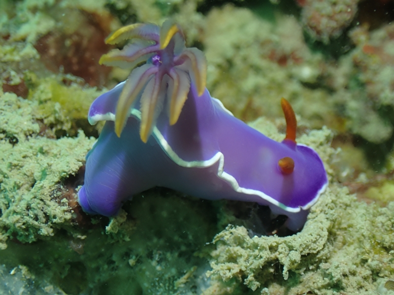 紫锦海兔、紫锦花兔、紫锦彩兔、紫锦、紫玉锦狰、花氏、Hypselodoris sp._花紫锦_海富瑜