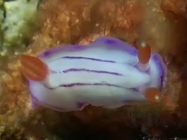 唯唯海兔、唯唯彩兔、唯唯花兔、花氏、Hypselodoris emma_花唯唯_海富瑜