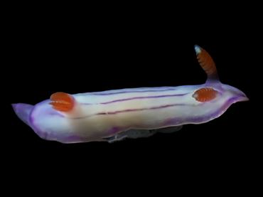 唯唯海兔、唯唯彩兔、唯唯花兔、花氏、Hypselodoris emma_花唯唯_海富瑜