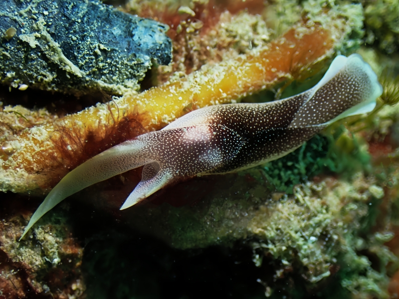 繁星海兔、繁星翼兔、繁星车兔、车氏、Chelidonura amoena _车繁星_海富瑜