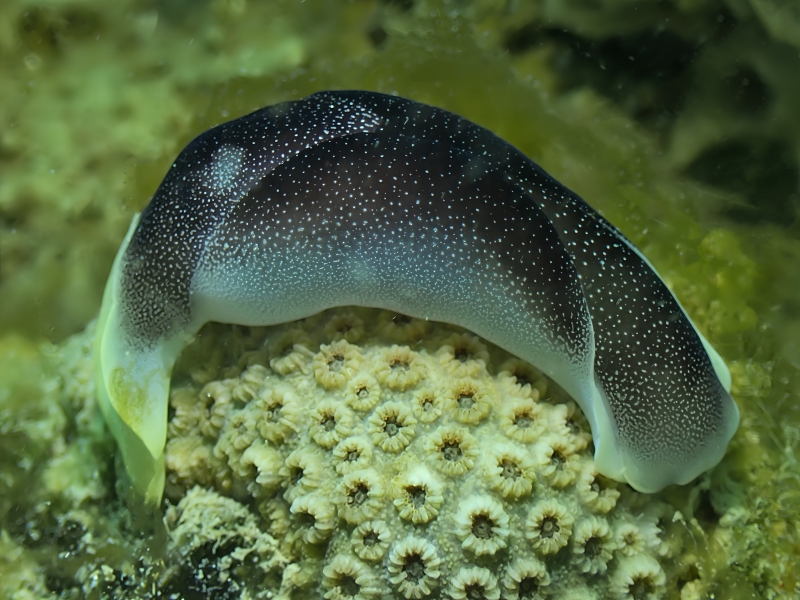 繁星海兔、繁星翼兔、繁星车兔、车氏、Chelidonura amoena _车繁星_海富瑜