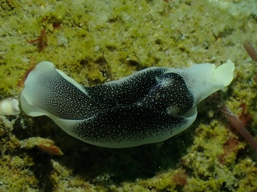 繁星海兔、繁星翼兔、繁星车兔、车氏、Chelidonura amoena _车繁星_海富瑜