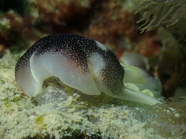 繁星海兔、繁星翼兔、繁星车兔、车氏、Chelidonura amoena _车繁星_海富瑜