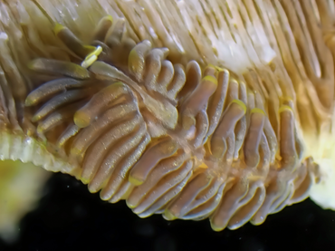 褐毛海兔、褐毛蓑兔、褐毛派和兔、褐毛背鳃兔、派和氏、Phestilla sp._派和褐毛_海富瑜