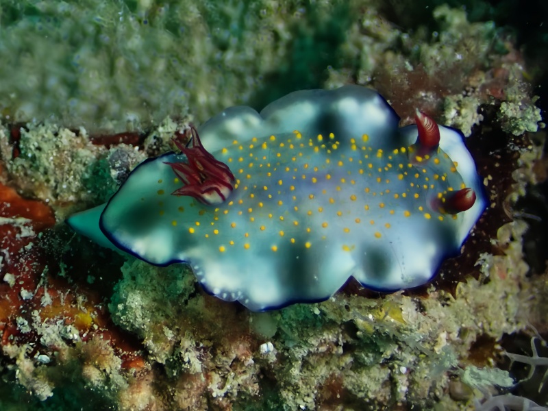 迷黄海兔、迷黄彩兔、迷黄花兔、花氏、Hypselodoris sp._花迷黄_海富瑜