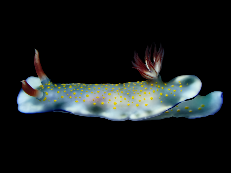 迷黄海兔、迷黄彩兔、迷黄花兔、花氏、Hypselodoris sp._花迷黄_海富瑜